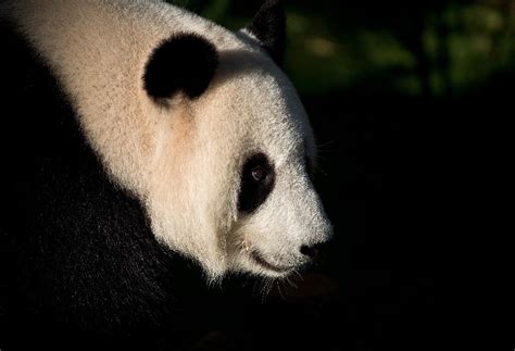 Third Giant Panda Cub Born In Malaysia