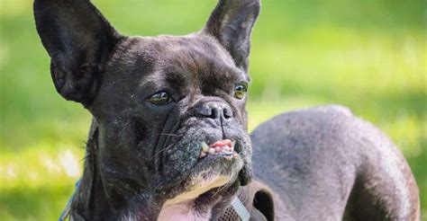 See more of bulldogs and their health issues on facebook. French Bulldogs Common Health Issues | Prudent Pet Insurance