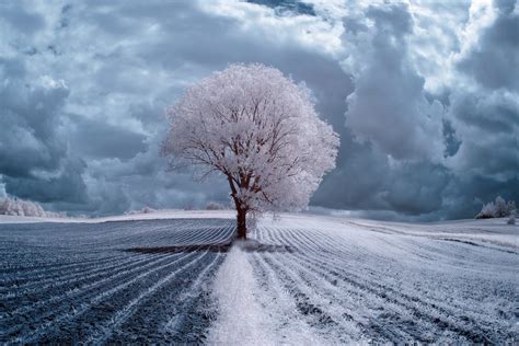 Infrared Trees Photography by Przemysław Kruk - ArtPeople.Net