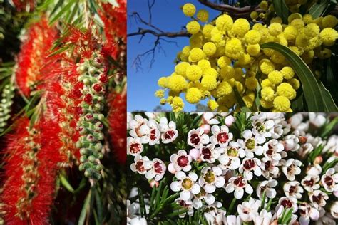 6 Amazing Native Australian Flowers To See With Pictures Florgeous