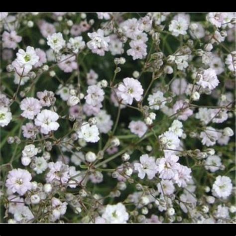 Gypsophila Paniculata Snowflake Pack Of 3 White Babys Breath Plants