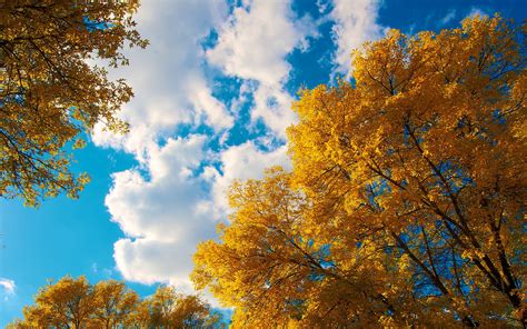 2880x1800 Trees Autumn Clouds Macbook Pro Retina Hd 4k Wallpapers