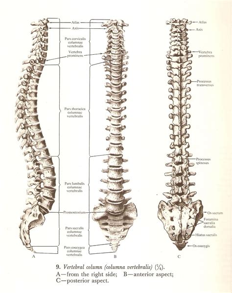 Vertebral Column Atlas Of Human Anatomy Rd Sinelnikov Disegno Di