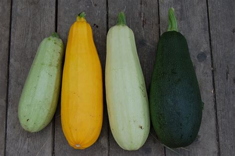 How To Grow And Harvest Zucchini Happysprout