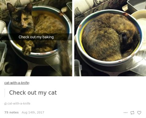 10 cat posts on tumblr that are impossible not to laugh at bored panda