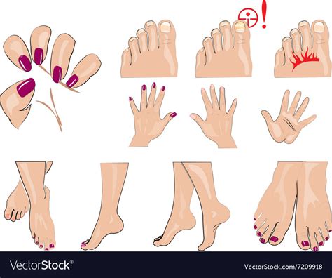 Hands Feet And Nails Manicure Royalty Free Vector Image