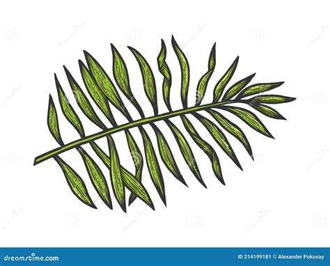 Palm Tree Branch Sketch Vector Illustration Stock Vector Illustration