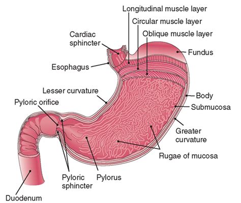 The Digestive System Structure And Function Nursing Part