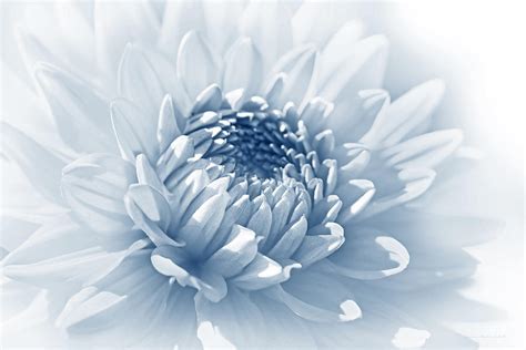 Dahlia Flower Soft Blue Photograph By Jennie Marie Schell Pixels