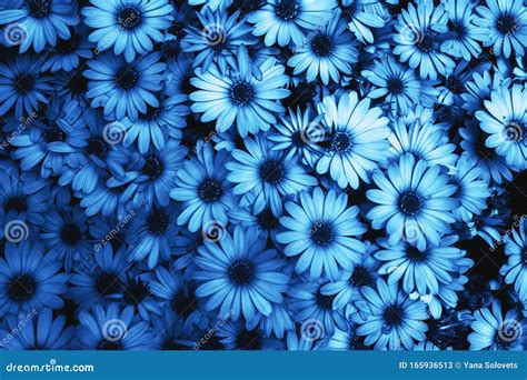 Blue Flower Texture Background