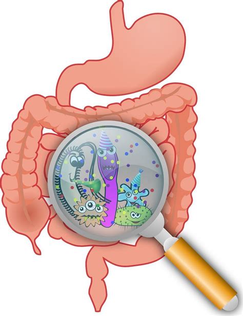 Gut Microbiome Implicated In Healthy Aging And Longevity