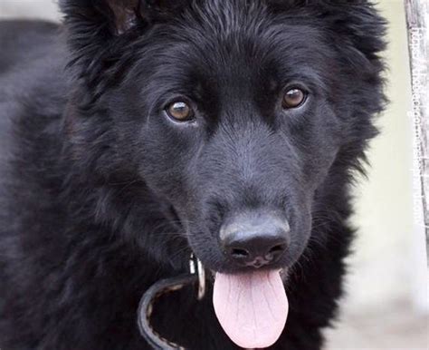 Black German Shepherd South Africa Things You Need To Know