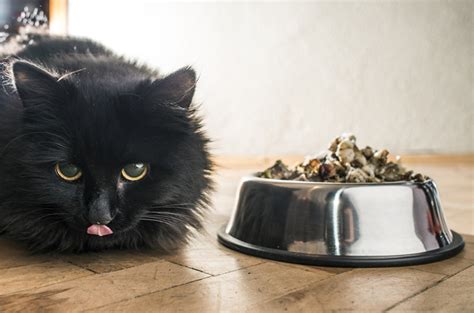 Some cats may find canned food more palatable. How Much Should I Feed My Cat?