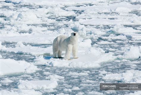Polar Bear Standing On Ice Svalbard Archipelago Norway — Animal