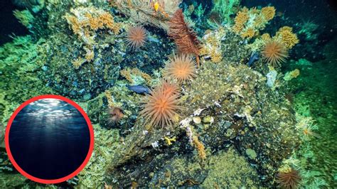 Researchers Shocked By Remarkable Find In Unexplored Ocean Depths