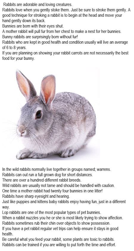 Facts About Bunnies For Kids Childhood Education