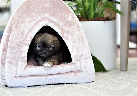 Read more about this dog breed on our pekingese breed information page. Pekingese Puppies For Sale | Orange County, CA #296802