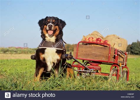 Bernese Mountain Dog Pulling Cart With Apples Stock Photo