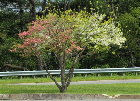 Small Ornamental Trees Best Small Trees For Small Spaces In Northern