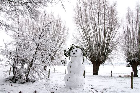 Sneeuw op een hortensiablaadje in groningen. Sneeuw op komst | Focus en WTV