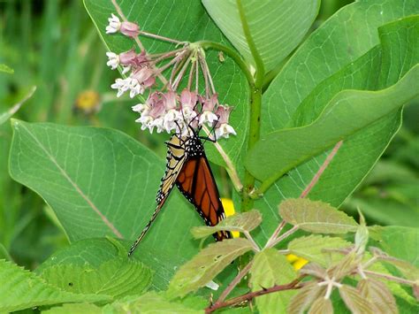 Monarch Butterly On Some Milkweed A59rambler Flickr