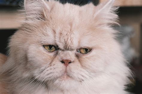 Persian Cat Guide Cwvc Limited