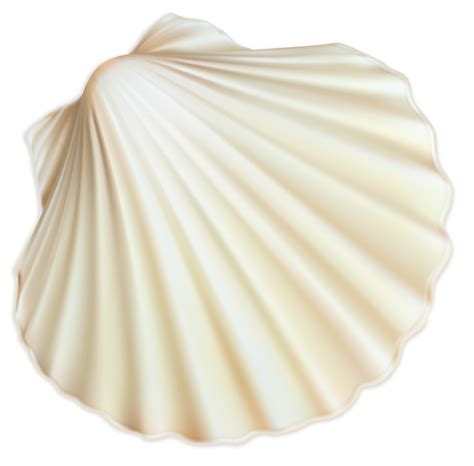 Seashell Png Transparent Image Download Size 2682x2639px