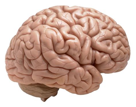 Brain Facts For Kids Top 15 Mind Blowing Facts About Human Brain