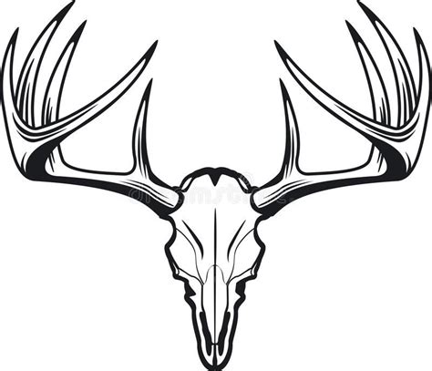 Deer Skull Of Whitetail Buck Editable Vector Illustration Of Deer