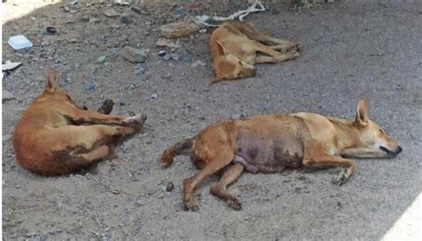 اخبار محافظات اليمن انتشار الكلاب الضالة يثير مخاوف الأهالي بتبن