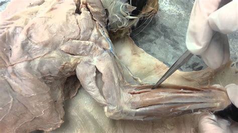 Forelimb Muscles (Lateral surface) of Cat - YouTube