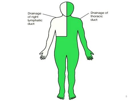 Thoracic Duct Diagram