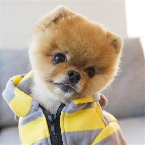 Jiffpom Is The Dog Most Famous Animal In The World With Over 24