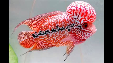 10 Best Types Of Kamfa Flowerhorn Fish Beautiful Red Kamfa Flowerhorn