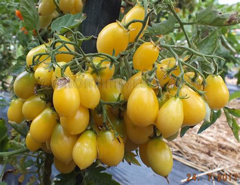 White Tomatoes Barrys Crazy Cherry Tomato Multiflora Type