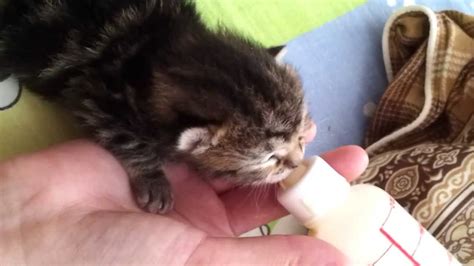 A kitten with a low body temperature is in danger, feeding that putting a hot water bottle in will help keep the kittens warm and provide a sense of security (like the weaning kittens is a natural process the kittens and mother alike will begin around four weeks. Hunter 6 Days Old Kitten Bottle Feeding! - YouTube
