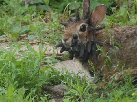 Over your lifetime, the odds of developing a cancerous brain tumor are less than 1%. He Spotted A Rabbit In His Yard One Day That Sent Chills ...