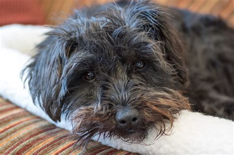 Yes, you absolutely can shave a poodle, but they will look like this. The Reluctant Blogger: Shave and a haircut