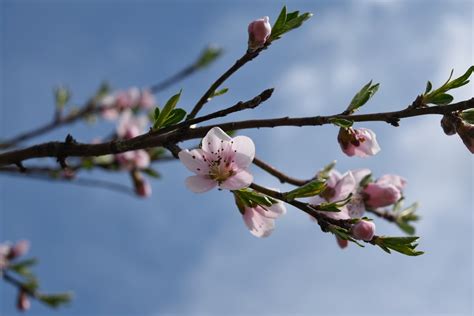 Free Picture Almond Spring Nature Bud Tree Branch Flower Flora