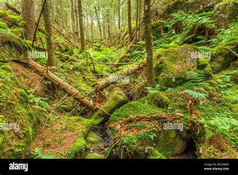 Falling Trees In A Ravine In An Old Forest Stock Photo Alamy