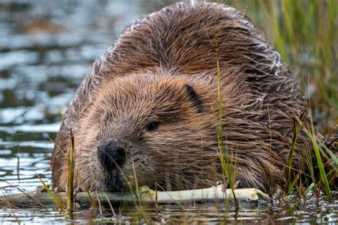 Englands First Wild Beavers In 400 Years Allowed To Remain In East