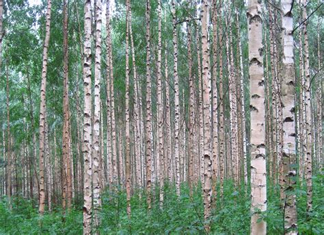 Silver birch - Forestry and Land Scotland