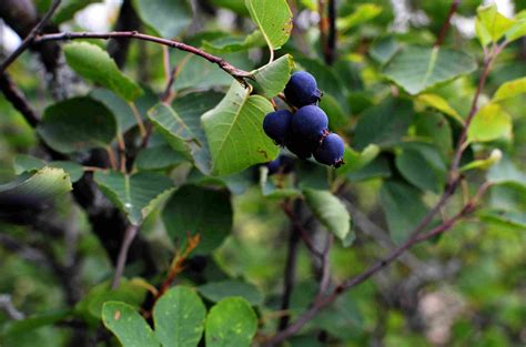 9 Types Of Juicy Berry Varieties