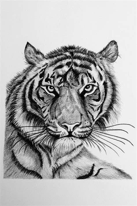 Pencil Sketch The Royal Bengal Tiger Pencil Sketch Sketches