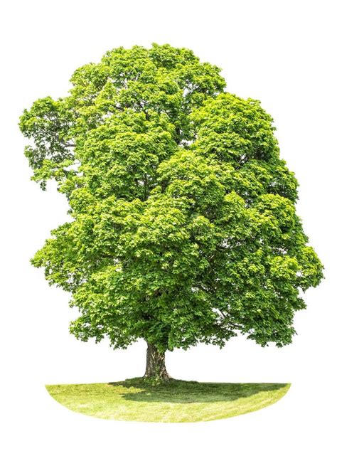 Green Summer Maple Tree Isolated On White Stock Photo Image Of Nobody