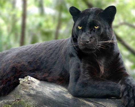 Black Panthers In Asia And Africa Are Leopards And Black Panthers In