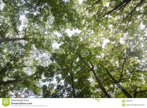 Looking Up Forest Perspective Stock Photo Image Of Bark Bright 59658770