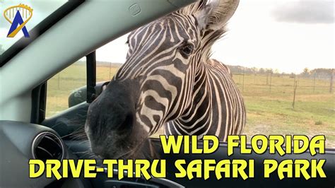 Wild Florida Drive Thru Safari Park Youtube