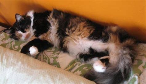 Calico Pasey Medium Adult Female Cat For Sale In Alva