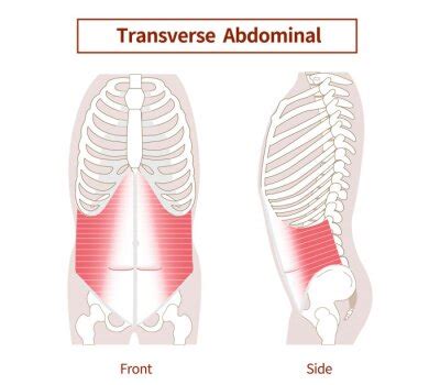 Obraz Illustration Of Psoas Major And Iliopsoas Muscles Of The Abdomen